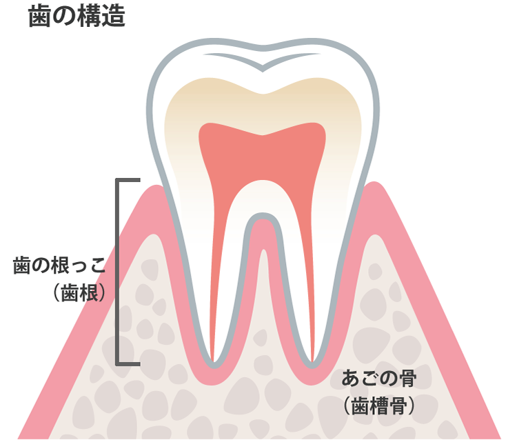 歯の構造